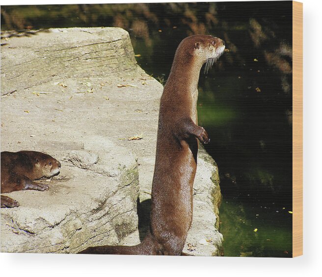 Hovind Wood Print featuring the photograph Otter on Guard by Scott Hovind