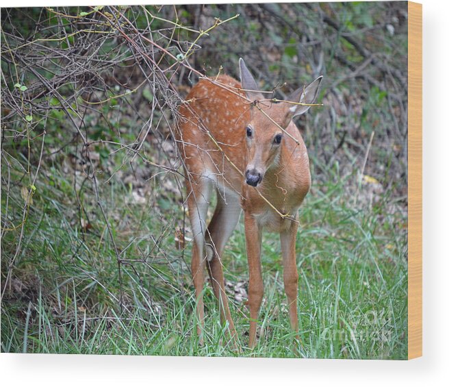 Color Photography Wood Print featuring the photograph Out Of The Woods by Sue Stefanowicz