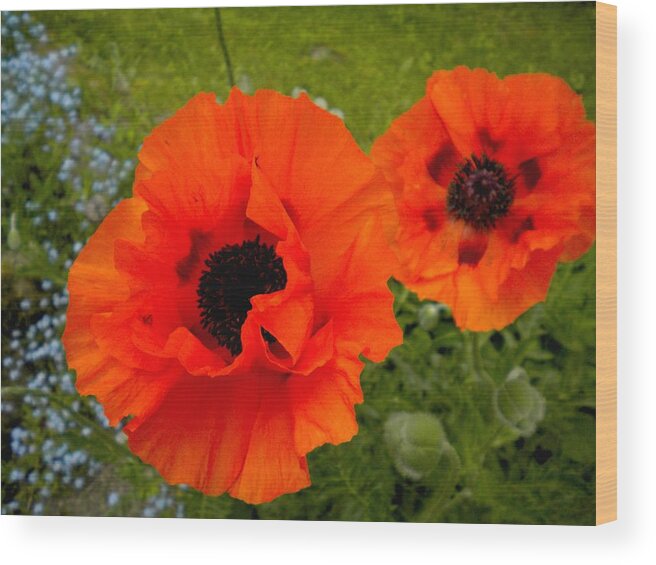 Poppy Wood Print featuring the painting Pair of Poppies by Renate Wesley