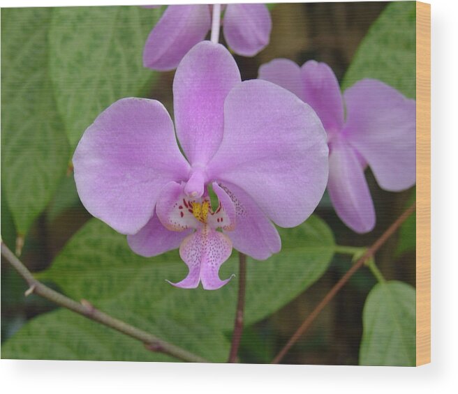 Orchid Wood Print featuring the photograph Pale Pink Orchid by Charles and Melisa Morrison