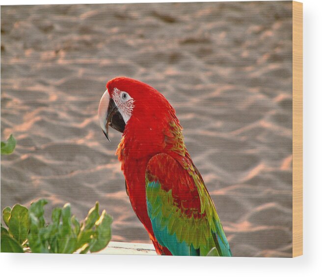 Parrot Wood Print featuring the photograph Parrot in Maui by Rob Green
