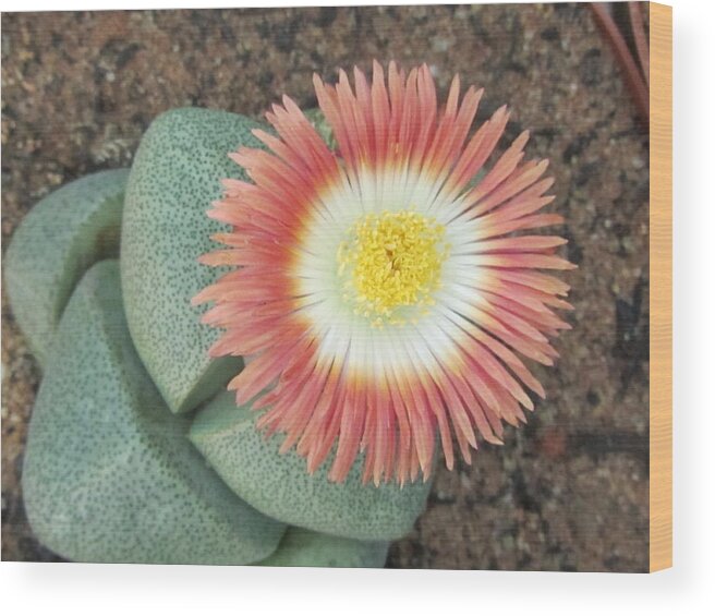 Succulent Wood Print featuring the photograph Peach Succulent by Vijay Sharon Govender