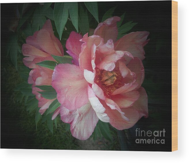 Flowers Wood Print featuring the photograph Peonies No. 8 by Marlene Book