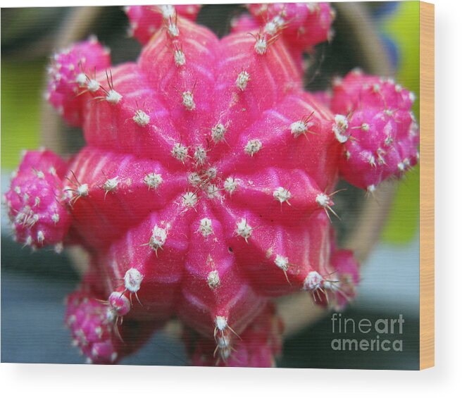 Flower Wood Print featuring the photograph Pink Cactus by Ausra Huntington nee Paulauskaite