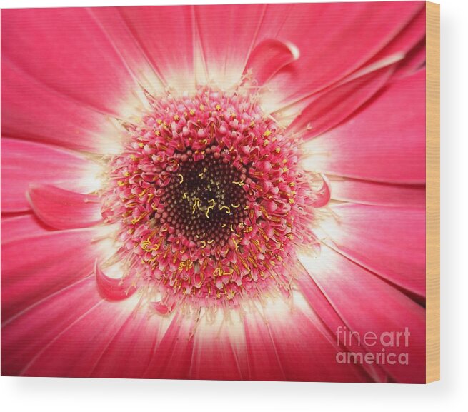 Pink Wood Print featuring the photograph Pink Gerbera Daisy Close-Up by Kerri Mortenson