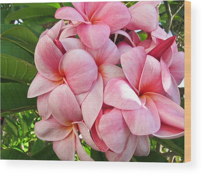 Plumeria Wood Print featuring the photograph Pink Plumerias by Shane Kelly