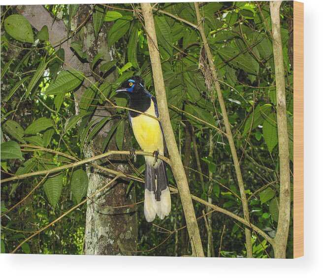 Plush-crested Wood Print featuring the photograph Plush-crested Jay by David Gleeson