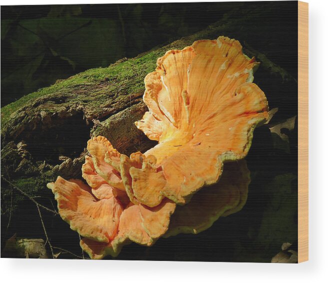Fungus Wood Print featuring the photograph Pockets and Shelves by Azthet Photography