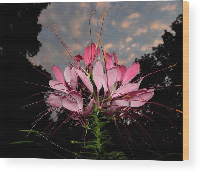 Perennial Wood Print featuring the photograph Popping In The Sky by Kim Galluzzo Wozniak