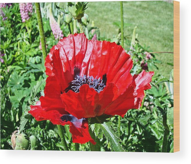 Poppy Wood Print featuring the photograph Poppy by Nick Kloepping