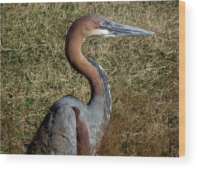 Crane Wood Print featuring the photograph Prehistoric Features by Kim Galluzzo