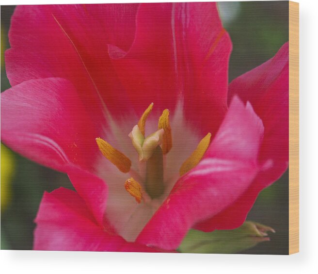 Pink Wood Print featuring the photograph Pretty in Pink by John and Julie Black