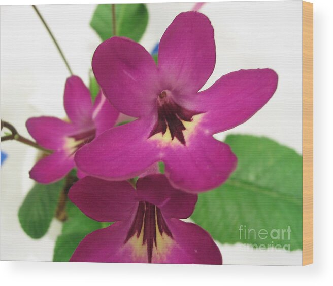 Violet Wood Print featuring the photograph Pretty in Pink by Mark Robbins