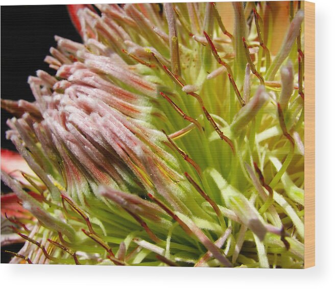 Flower Wood Print featuring the photograph Protea by Mary Lane