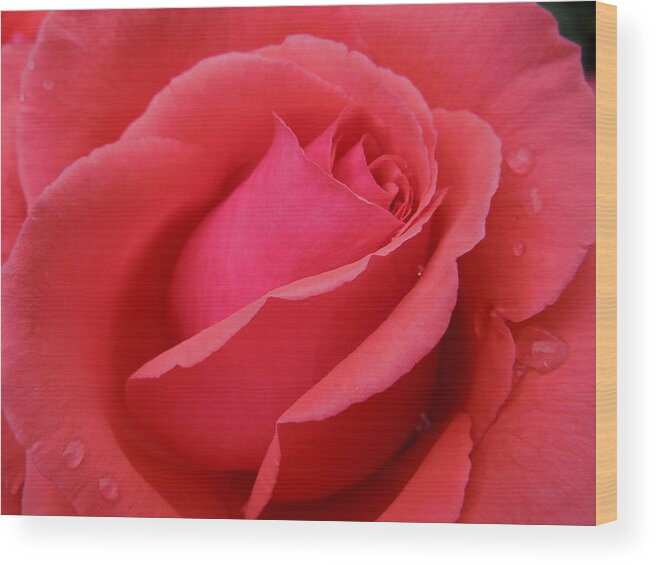 Flowers Wood Print featuring the photograph Raindrops on Roses Six by Diana Hatcher