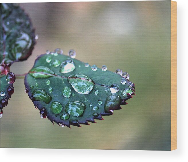 Rain Wood Print featuring the photograph Rainrose by Joe Schofield