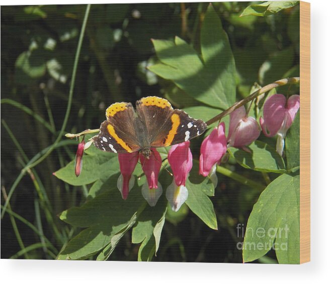 Red Admiral Butterfly And Bleeding Hearts Wood Print featuring the photograph Red Admiral Butterfly and Bleeding Hearts by Judy Via-Wolff