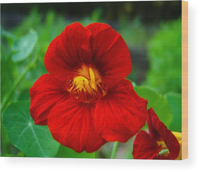 Red Wood Print featuring the photograph Red Daylily by Bill Barber