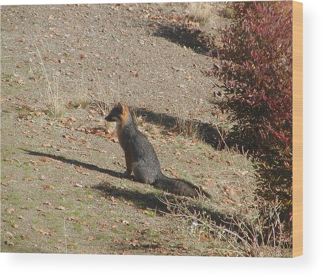  Wood Print featuring the photograph Red Fox Sitting by William McCoy