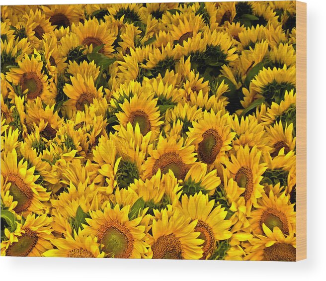 Sunflowers Wood Print featuring the photograph Riotous Sunflowers by Nancy De Flon