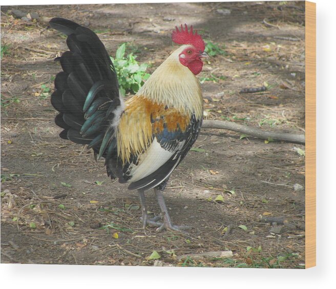 Rooster Wood Print featuring the photograph Rockin Rooster by Anthony Trillo