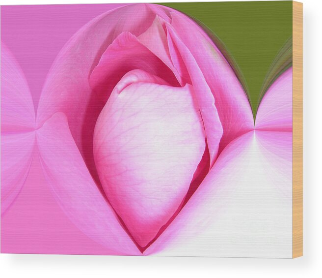 Floral Wood Print featuring the photograph Rose1 by Mark Gilman