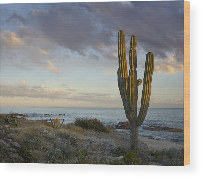 Mp Wood Print featuring the photograph Saguaro Carnegiea Gigantea Cactus by Tim Fitzharris