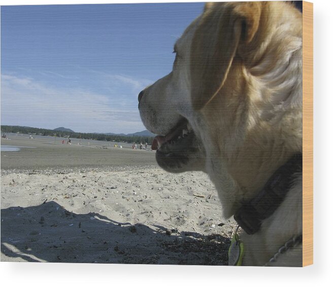Dog Animal Seaside Wood Print featuring the photograph Salty Dog by Brian Sereda