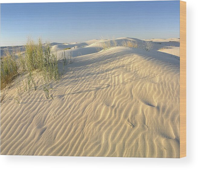 00176879 Wood Print featuring the photograph Sand Dunes Monahans Sandhills State by Tim Fitzharris