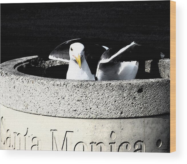 Yellow Wood Print featuring the photograph Santa Monica Pigeon by Patricia Januszkiewicz