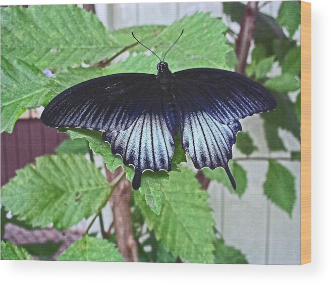 Scarlet Swallowtail Wood Print featuring the photograph Scarlet Swallowtail by Lucien Beauley