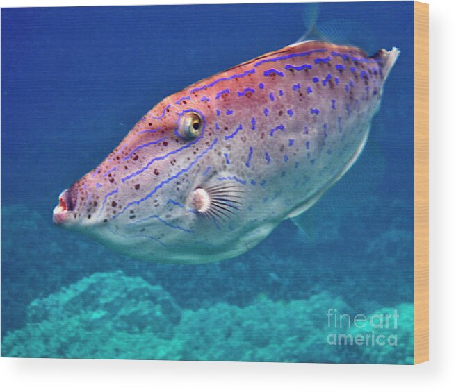 Tropical Fish Wood Print featuring the photograph Scrolled File Fish - Up Close by Bette Phelan