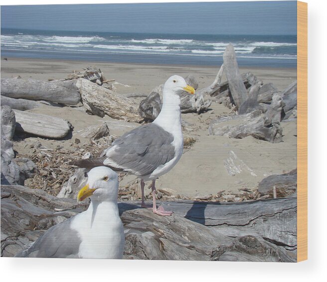 Seagull Wood Print featuring the photograph Seagull Bird Art prints Coastal Beach Bandon by Patti Baslee