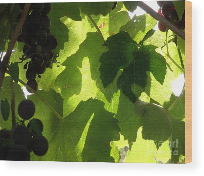 Grapes Wood Print featuring the photograph Shadow Dancing Grapes by Lainie Wrightson