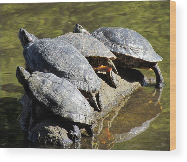 Turtles Wood Print featuring the photograph Sharing A Rock by Eva Kondzialkiewicz