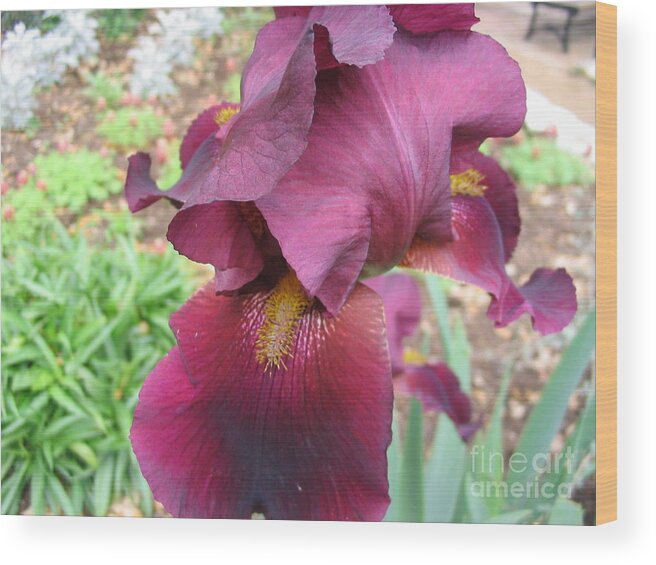 Iris Wood Print featuring the photograph Show Your Tongue by Mark Robbins