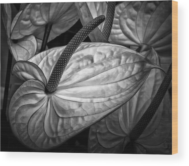 Anthurium Wood Print featuring the photograph Silvery sheen by Shirley Mitchell