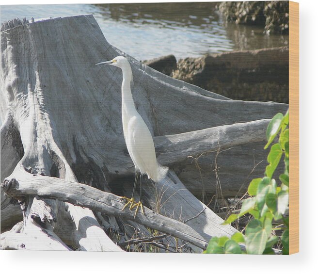 Snowy Wood Print featuring the photograph Snowy Egret by Laurel Best