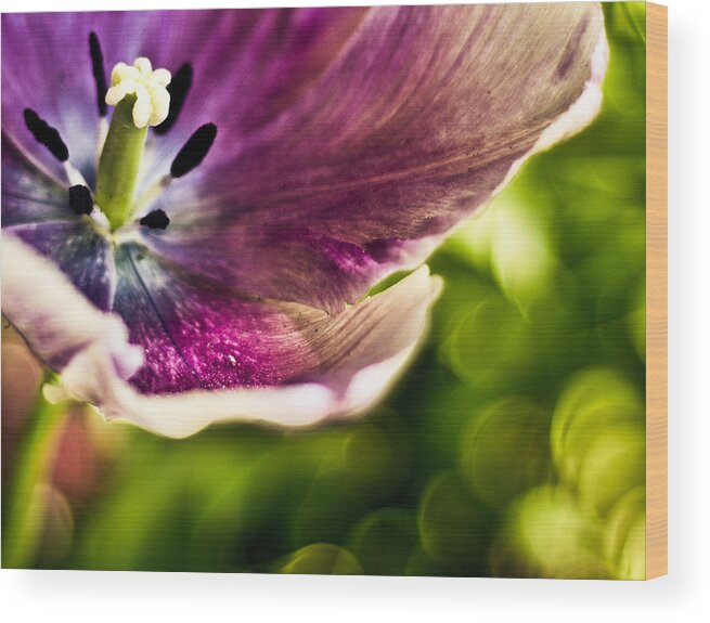 Flower Wood Print featuring the photograph Splash by Jason Naudi Photography