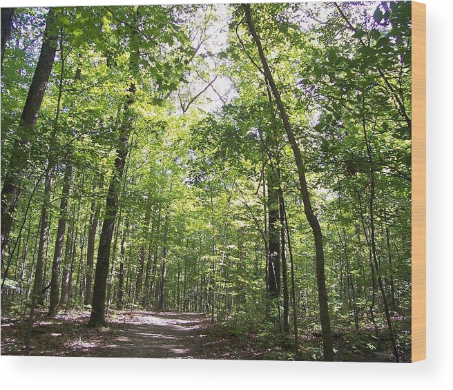 Woods Wood Print featuring the photograph Spring Canopy by Sheila Silverstein