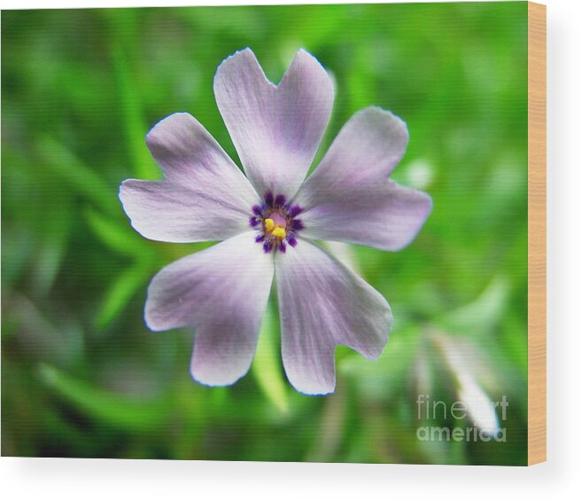 Purple Wood Print featuring the photograph Spring Purple by Thanh Tran