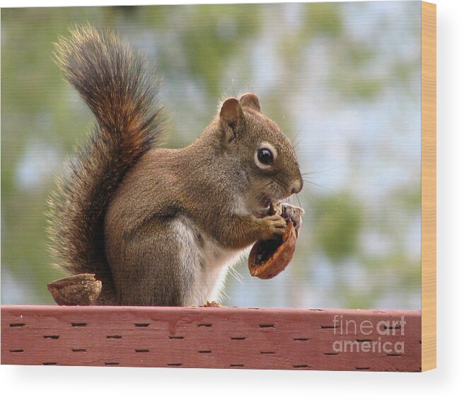 Squirrel Wood Print featuring the photograph Squirrel and His Walnut by Leone Lund