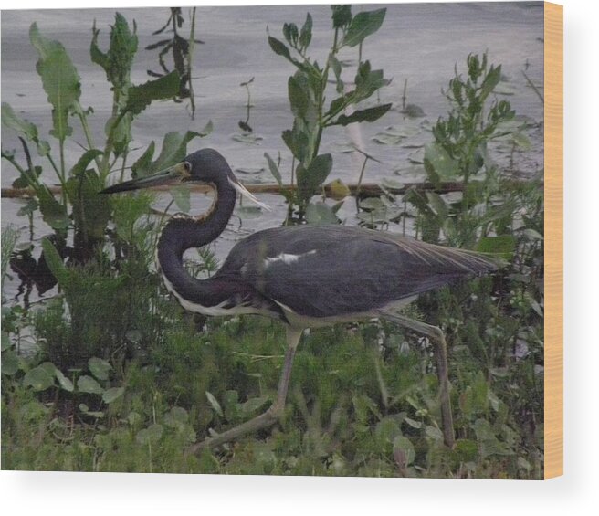 Bird Wood Print featuring the photograph Stalking by Kim Galluzzo Wozniak
