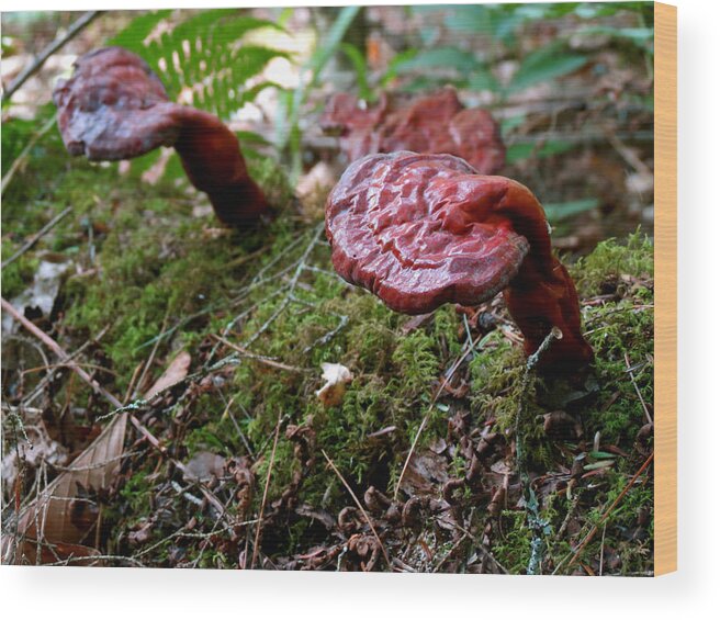 Fungus Wood Print featuring the photograph Strange Growth by Azthet Photography