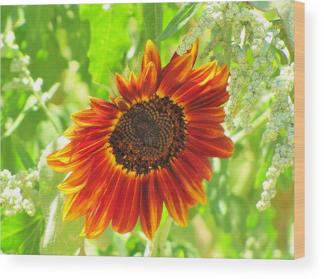 Sunflowers Wood Print featuring the photograph Sunflower Beauty by Life Inspired Art and Decor