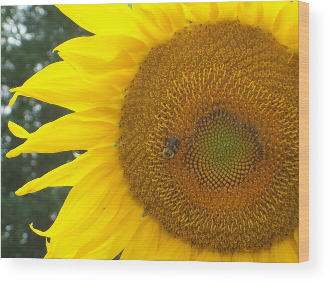 Sunflower Wood Print featuring the photograph Sunflower by Lou Ann Bagnall