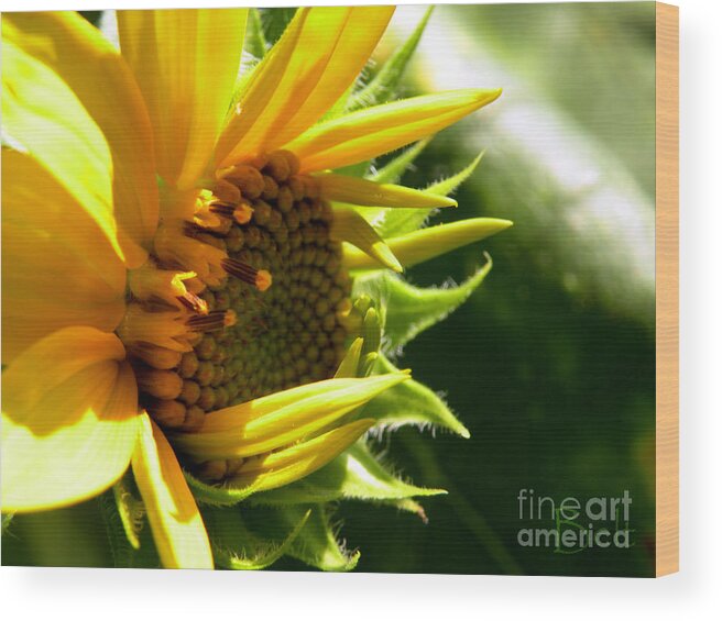 Sunflower Wood Print featuring the photograph Sunflower No.6 by Christine Belt