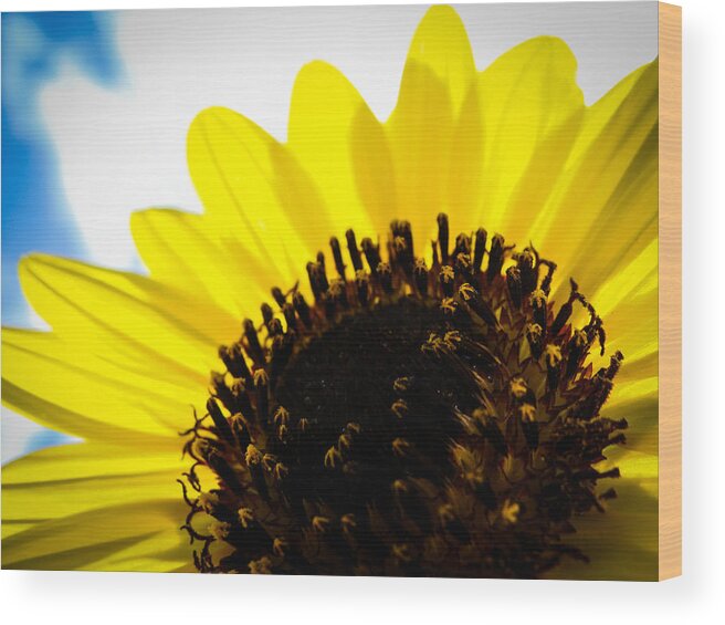 Sunflower Wood Print featuring the photograph Sunflower Sky II by Stacy Michelle Smith