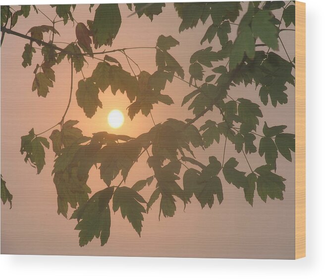 Willow Creek Sun Leaf Wood Print featuring the photograph Willow Creek Sun Leaf by Mark Norman
