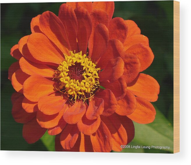 Flower Macro Wood Print featuring the photograph Sunny Delight by Lingfai Leung